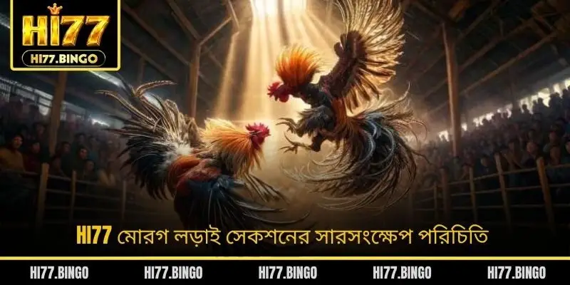HI77 মোরগ লড়াই সেকশনের সারসংক্ষেপ পরিচিতি